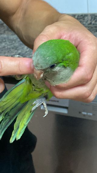 Cuidadora de animales y paseadora de perros