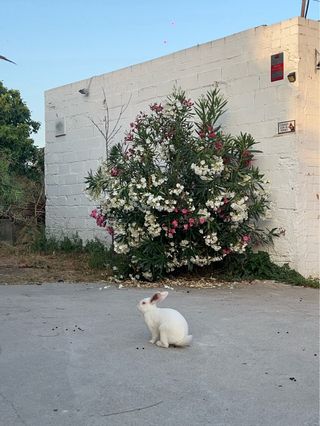 Cuidadora de animales y paseadora de perros