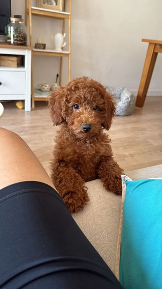 Cuidadora de animales y paseadora de perros