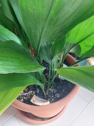 Planta grande exterior