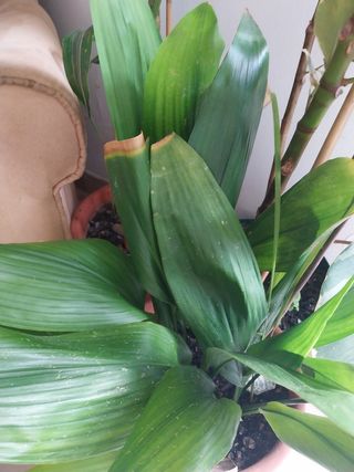 Planta grande exterior