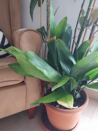 Planta grande exterior