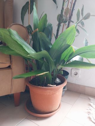 Planta grande exterior