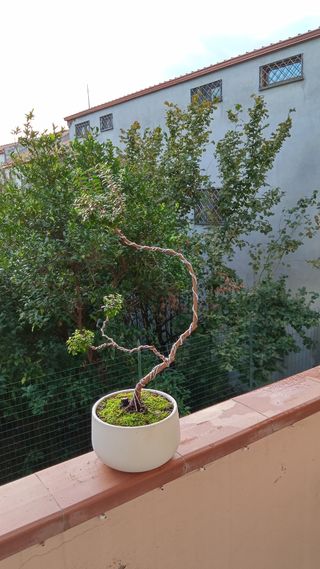 Bonsai di mirto