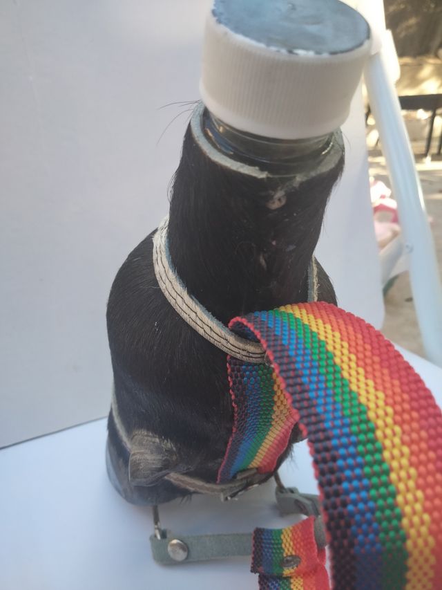 Figura Recuerdo de Ecuador botella con pezuña toro