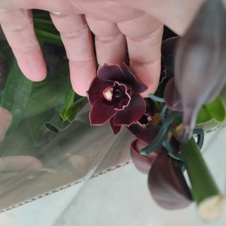 Muda de orquídea sem flor