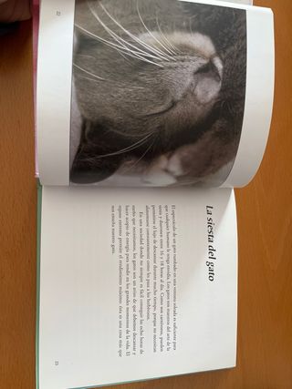 Inspiraciones con tu gato. Libro. A estrenar