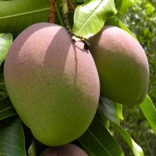 Mangos de Finca Ecológica