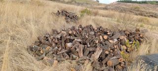 Leña de olivo y almendro seca