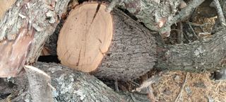 Leña de olivo y almendro seca