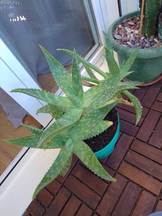 Planta Aloe Vera en maceta