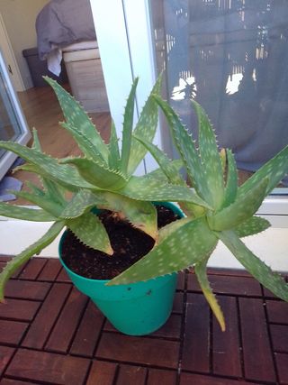 Planta Aloe Vera en maceta
