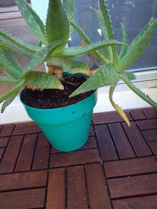 Planta Aloe Vera en maceta