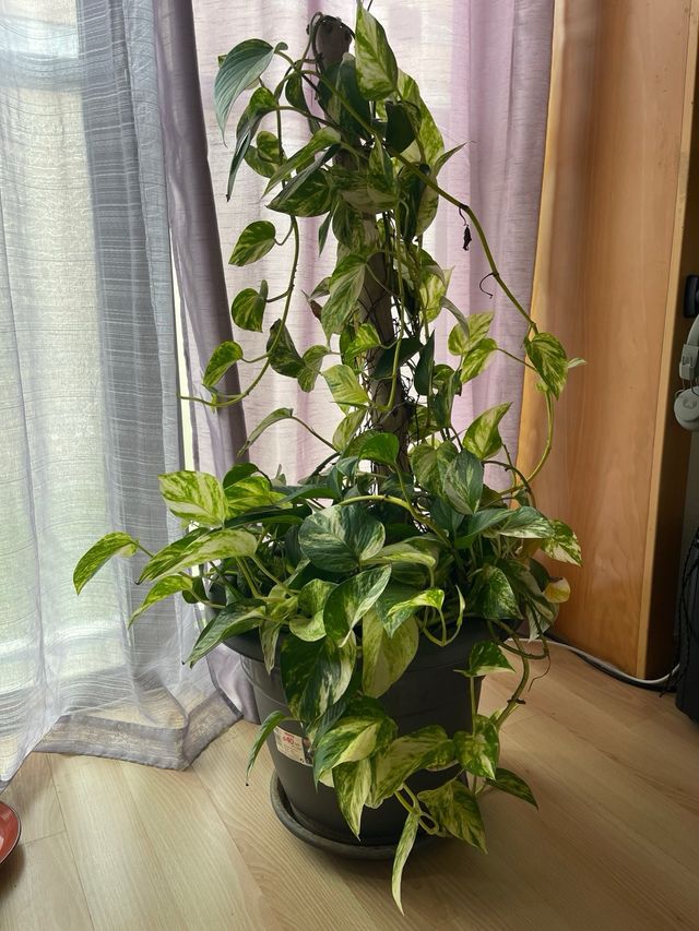 Planta Potos con tutor