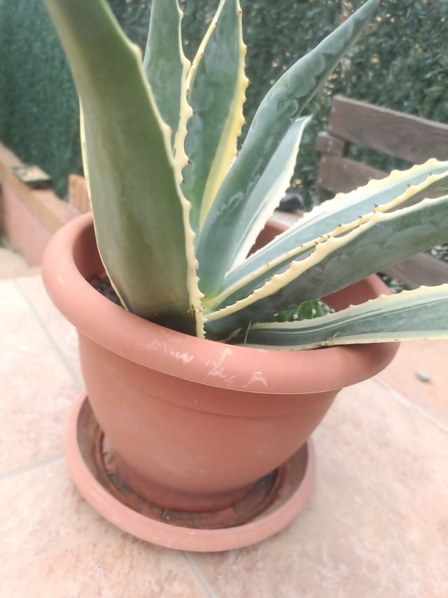 Planta Agave Americana variegada