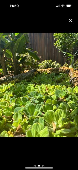 Pack 20 Pistias Plantas Flotantes
