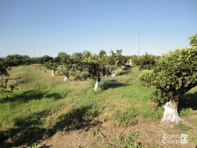 Finca Rústica en Carcaixent