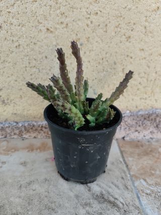 Cactus en maceta negra