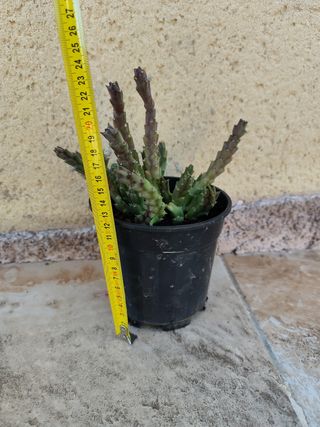 Cactus en maceta negra