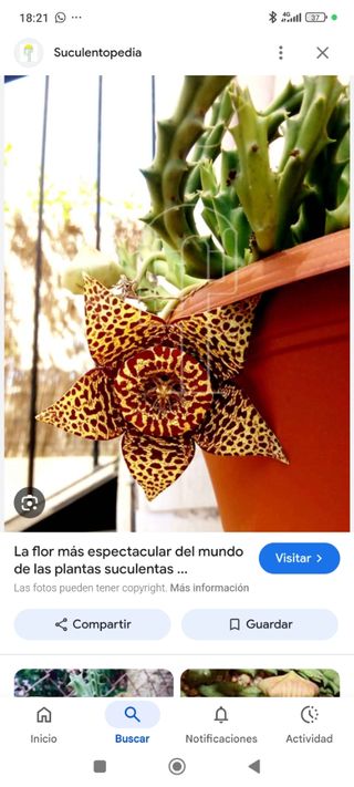 Cactus en maceta negra