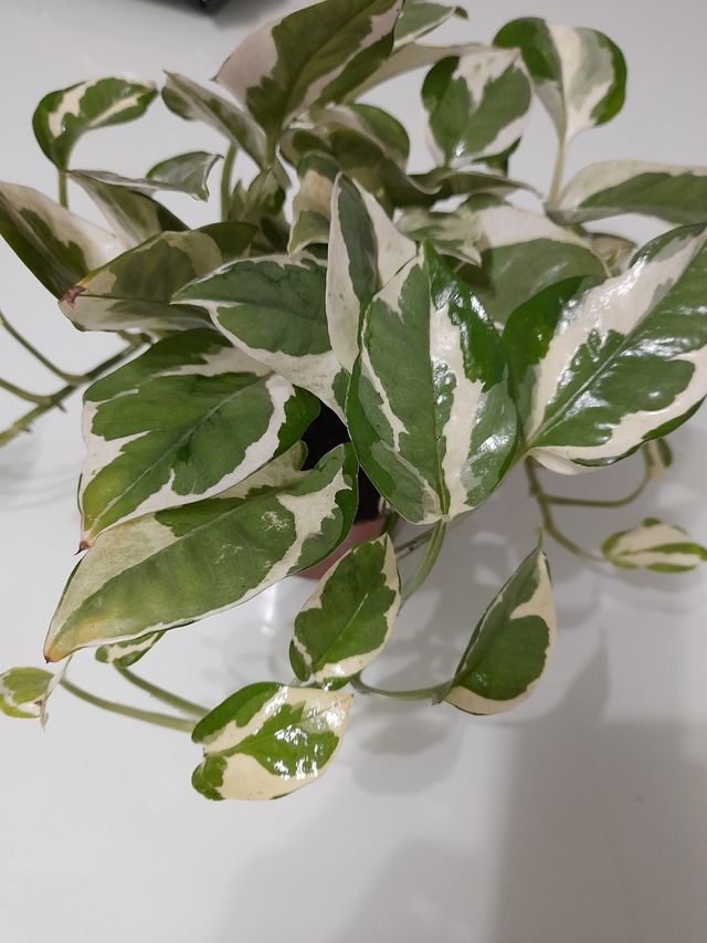 Planta Epipremnum aureum variegada