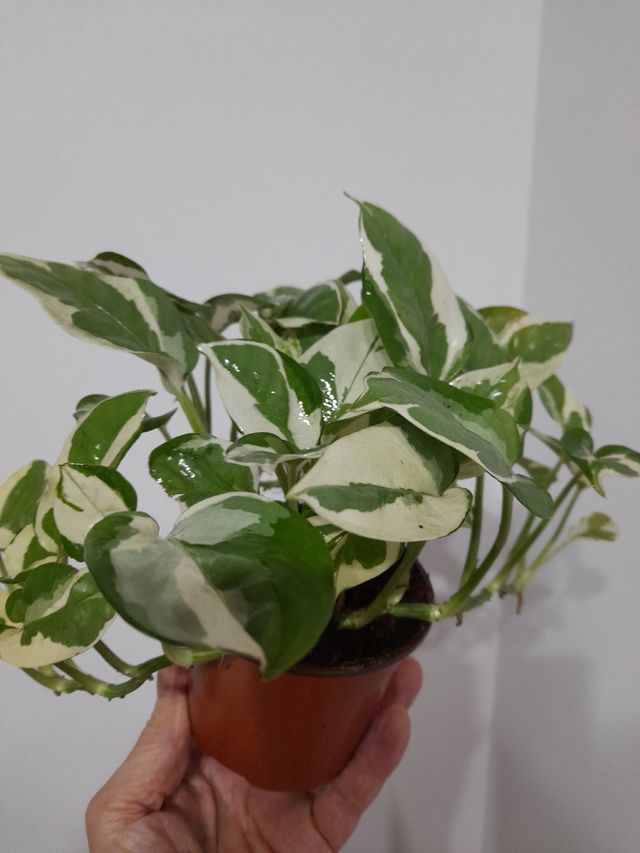 Planta Epipremnum aureum variegada