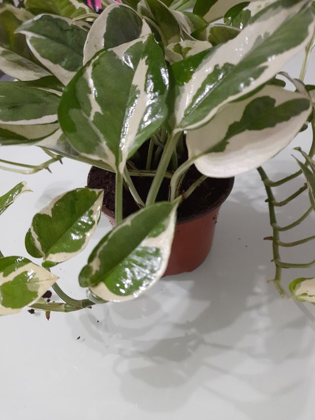 Planta Epipremnum aureum variegada