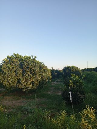 Se vende 2 Parcelas rústicas