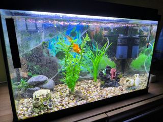 Acuario 80L con todos los accesorios y peces
