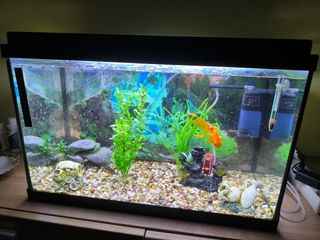 Acuario 80L con todos los accesorios y peces
