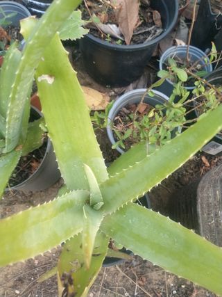 Plantas de Aloe Vera
