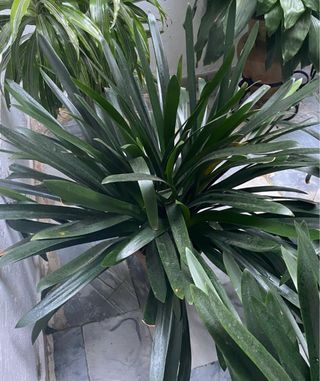 Planta Clivia