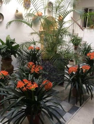 Planta Clivia