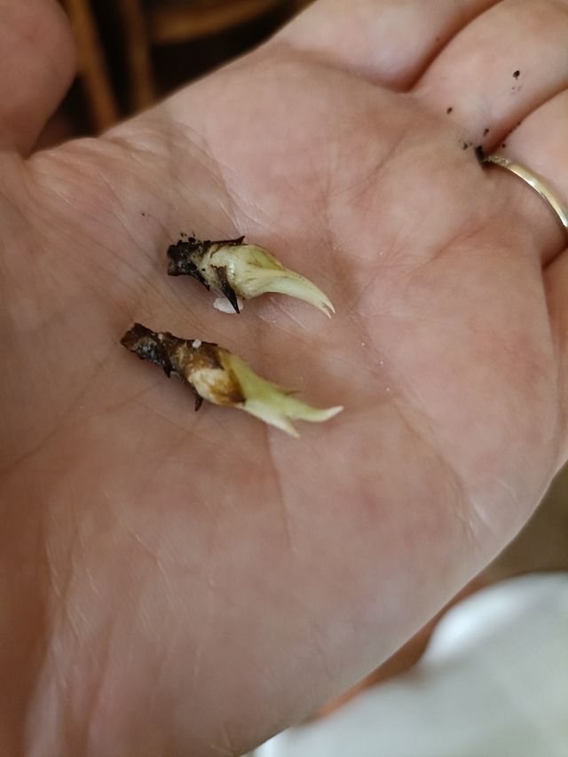 Alocasia Dragón Scale Variegata Precio unidad