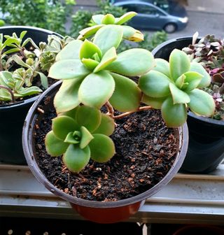 Planta Suculenta Aeonium