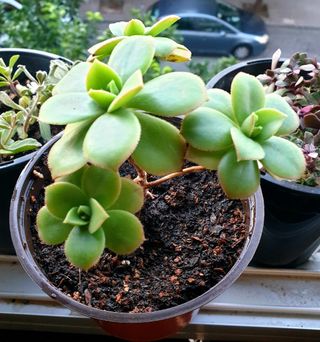 Planta Suculenta Aeonium