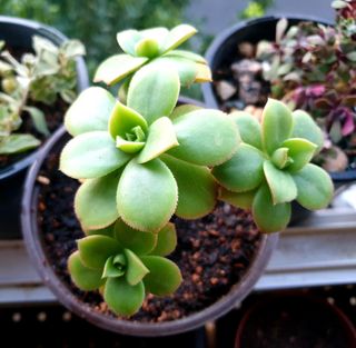 Planta Suculenta Aeonium