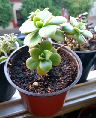 Planta Suculenta Aeonium