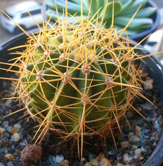 Cactus Mammillaria Plantas 