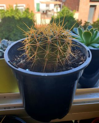 Cactus Mammillaria Plantas 