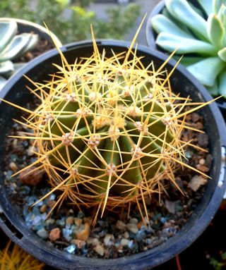 Cactus Mammillaria Plantas 