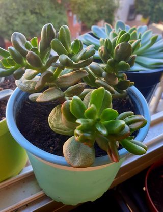 Planta Suculenta Crassula