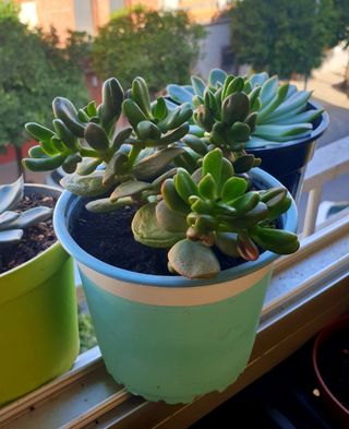 Planta Suculenta Crassula