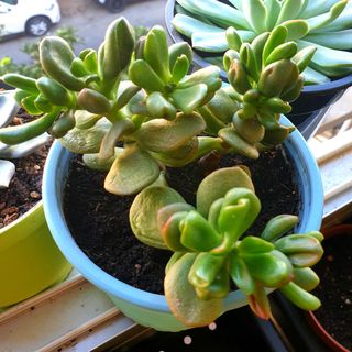 Planta Suculenta Crassula