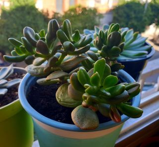 Planta Suculenta Crassula