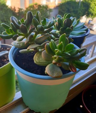 Planta Suculenta Crassula