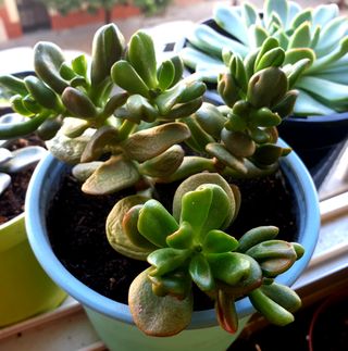 Planta Suculenta Crassula