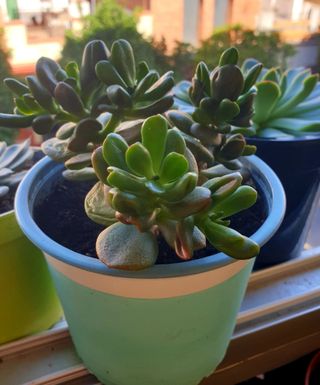 Planta Suculenta Crassula