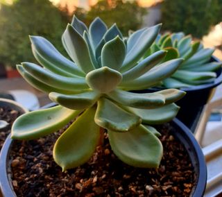 Suculenta Pachyveria Plantas 