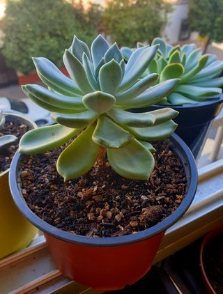 Suculenta Pachyveria Plantas 